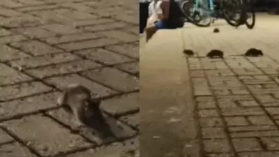 Invasão de ratos na Beira-Mar de Fortaleza gera alerta sanitário e preocupa moradores