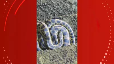 Jovem encontra sucuri em escada da Orla de Macapá e alerta para risco de acidentes