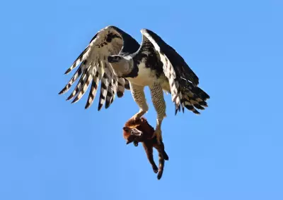 Maior águia das Américas é flagrada devorando presa na Bahia