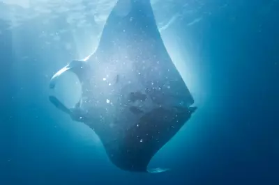 Maior raia do mundo é batizada de ‘Moana’ após ser avistada em Itanhaém, SP