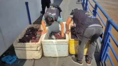 Mais de 200 litros de açaí são descartados após apreensão por falta de origem em Óbidos, PA