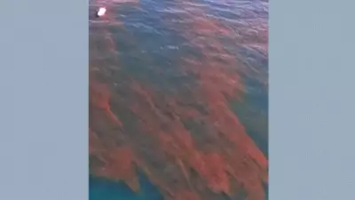 Maré Vermelha em Ilhabela: Vídeo Registra Água Avermelhada e Preocupa Moradores