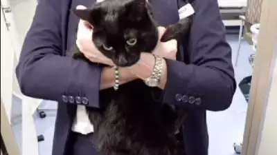 Marinheiro e sua gata Dahlia são resgatados por navio de cruzeiro no meio do oceano