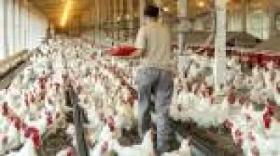 MBRF duplica exportação de frango para Arábia Saudita e inicia vendas de carne bovina