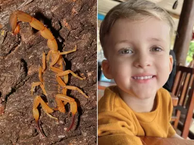 Menino de 3 anos morre após picada de escorpião em Conchal, SP: tragédia alerta para riscos