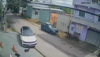 Motorista invade calçada para atropelar cachorros em Manaus; caso é investigado
