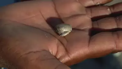 Mudanças climáticas e poluição reduzem tamanho de mariscos no litoral pernambucano