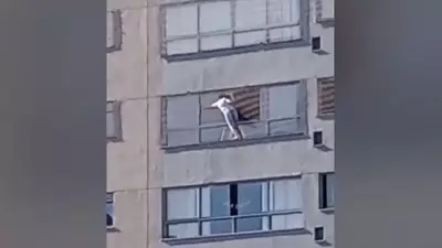 Mulher se pendura para limpar janela do 12º andar em Goiânia, sem segurança