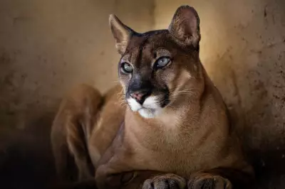 Onça-parda 'Iara' retorna ao Zoológico de Volta Redonda após cirurgia bem-sucedida