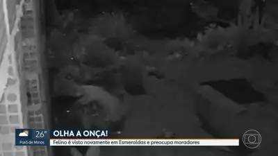 Onça reaparece em Esmeraldas pela quarta vez em menos de um mês na Grande BH