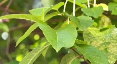 Pesquisa da Unesp revela como plantas sobreviveram à lama tóxica de Mariana e podem recuperar áreas