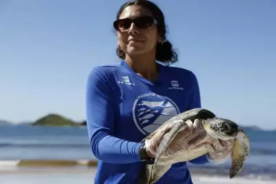 Pesquisa em Arraial do Cabo busca origem das tartarugas marinhas que habitam a região