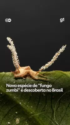 Pesquisadores da UFV descobrem nova espécie de "fungo zumbi" em Minas Gerais