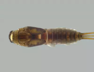 Pesquisadores da UFV identificam novas espécies de insetos aquáticos em Minas Gerais e Santa Catarina