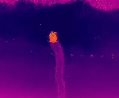 Pesquisadores registram pela primeira vez assinatura térmica de tartaruga marinha desovando na Paraíba