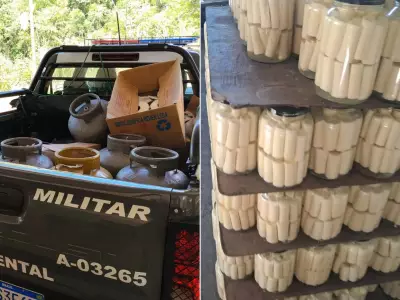 PM Ambiental apreende quase duas toneladas de palmito em fábrica clandestina em Sete Barras