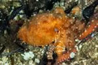 Polvos gigantes dominaram os mares como superpredadores no Cretáceo