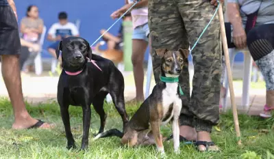 Prefeitura de Manaus oferece castração gratuita para cães e gatos a partir desta quarta