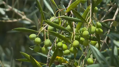 Produtor gaúcho busca orientação para cultivo de oliveiras no Rio Grande do Sul