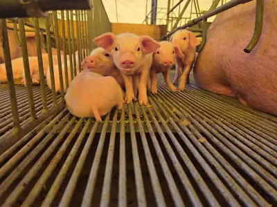 Queda de 27,4% no preço do suíno vivo alerta para crise dos produtores em MT