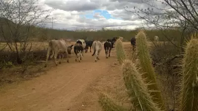 Rio Grande do Norte decreta emergência por seca em 166 municípios, exceto Natal