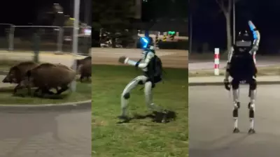 Robô humanoide persegue javalis em Varsóvia para controlar população animal