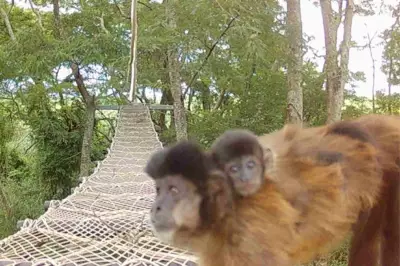 Rumo instala passagens suspensas para animais em malhas ferroviárias de São Paulo
