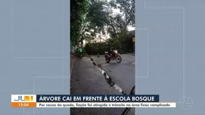 Árvore de grande porte cai e interdita rua em frente à Escola Bosque, em Belém