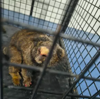 Sagui é resgatado de dentro de ar-condicionado em empresa de Itatiaia