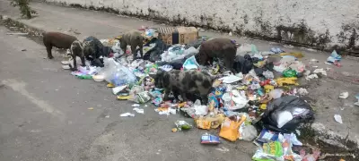 São Vicente propõe nova lei de resíduos após flagrante de porcos em lixo escolar