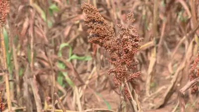 Sorgo ganha espaço como alternativa econômica e resistente após soja no noroeste paulista