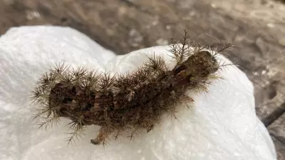 Taturana: a lagarta que pode causar hemorragias graves no corpo humano