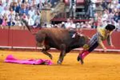 Toureiro espanhol sofre chifrada grave na nádega durante evento em Sevilha