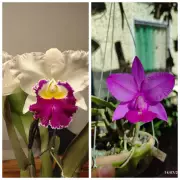 24ª Exposição Anual de Orquídeas em Montes Claros reúne mais de 2 mil espécies