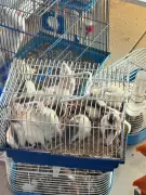 26 animais apreendidos em operação contra maus-tratos em Volta Redonda