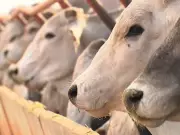 Acre registra aumento de 14,3% no abate de bovinos em 2025, superando 600 mil cabeças