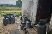 Adepará interdita três fábricas clandestinas de queijo no sudeste do Pará