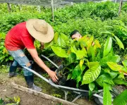 Agricultores do Amapá recebem 18 mil mudas de cacau para diversificar produção