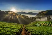 Agrofloresta no Sul de Minas reconecta matas entre lavouras de café