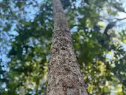 Amapá registra 4 km² de desmatamento e se mantém entre os menos afetados da Amazônia