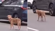 Aposentado de 74 anos abandona cachorro em praia de Guarapari e é indiciado por maus-tratos