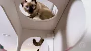 Arquitetos de São Paulo transformam paixão por gatos em negócio de móveis personalizados
