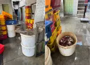 Arraial do Cabo reaproveita mais de 36 toneladas de resíduos de pescado em iniciativa sustentável