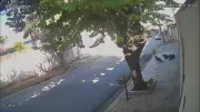 Ataques de cães soltos aterrorizam moradores de bairro em Jundiaí