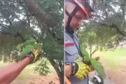 Ave 'abre as asas' e abraça bombeiro após resgate em Presidente Prudente