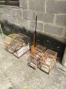 Aves silvestres sem registro são apreendidas em residência de Mendes, RJ