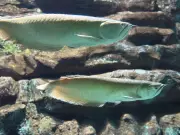 Axl Rose e Slash são homenageados com peixes aruanã no Bioparque Pantanal em MS