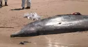 Baleia-bicuda morre após encalhar em praia do Litoral Sul da Paraíba