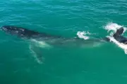 Baleia-jubarte salta no mar de Bertioga em espetáculo natural filmado por drone