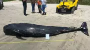 Baleia-piloto morta é encontrada em praia de Fortim, no litoral do Ceará